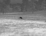 InfiRay RICO HD 1280 RS75